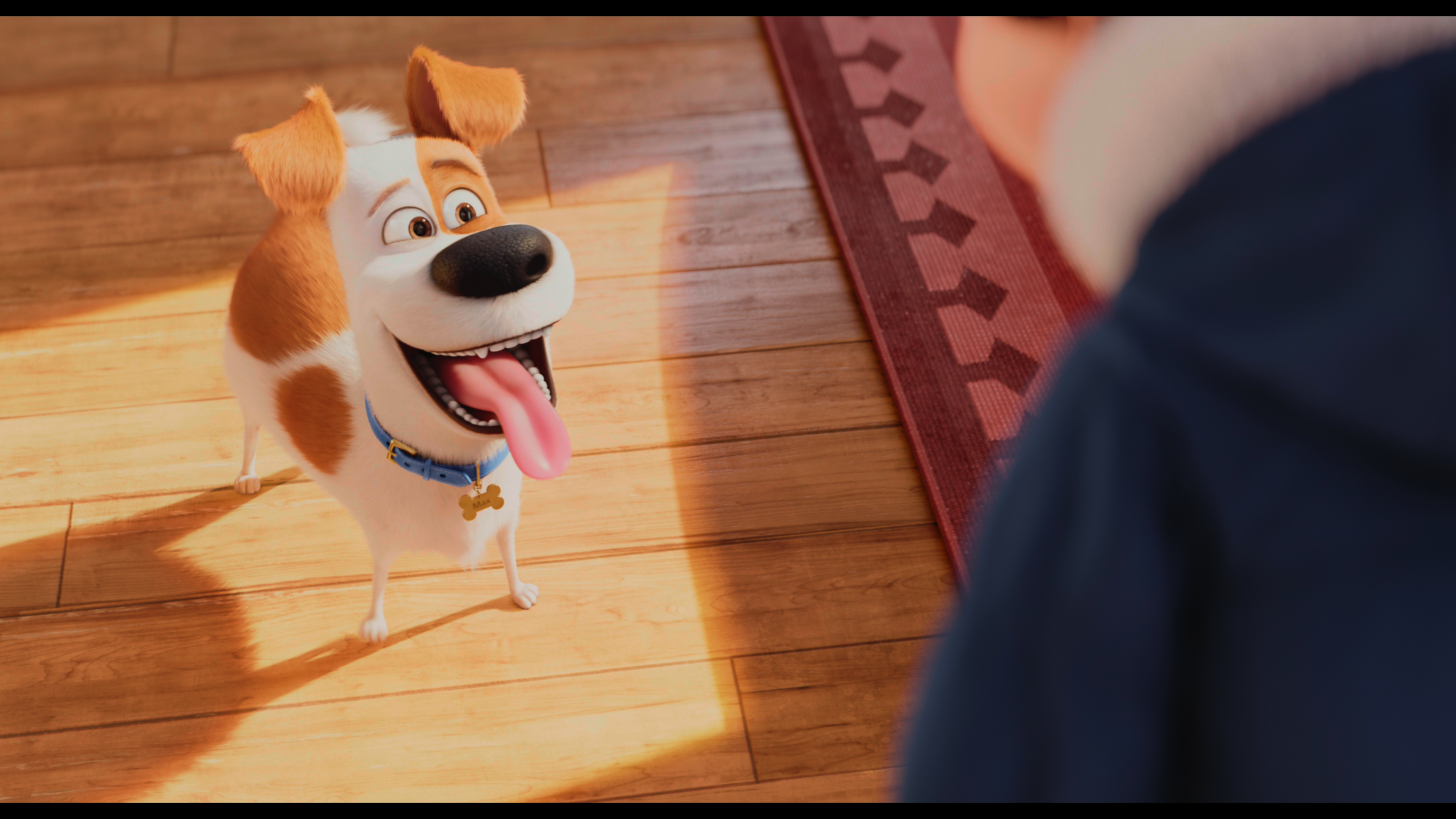 1 тайная жизнь. Secret Life of Pets Katie. The Secret Life of Pets 2016 мультфильм. Босс-молокосос мультфильм 2017. The Secret Life of Pets срщшду.